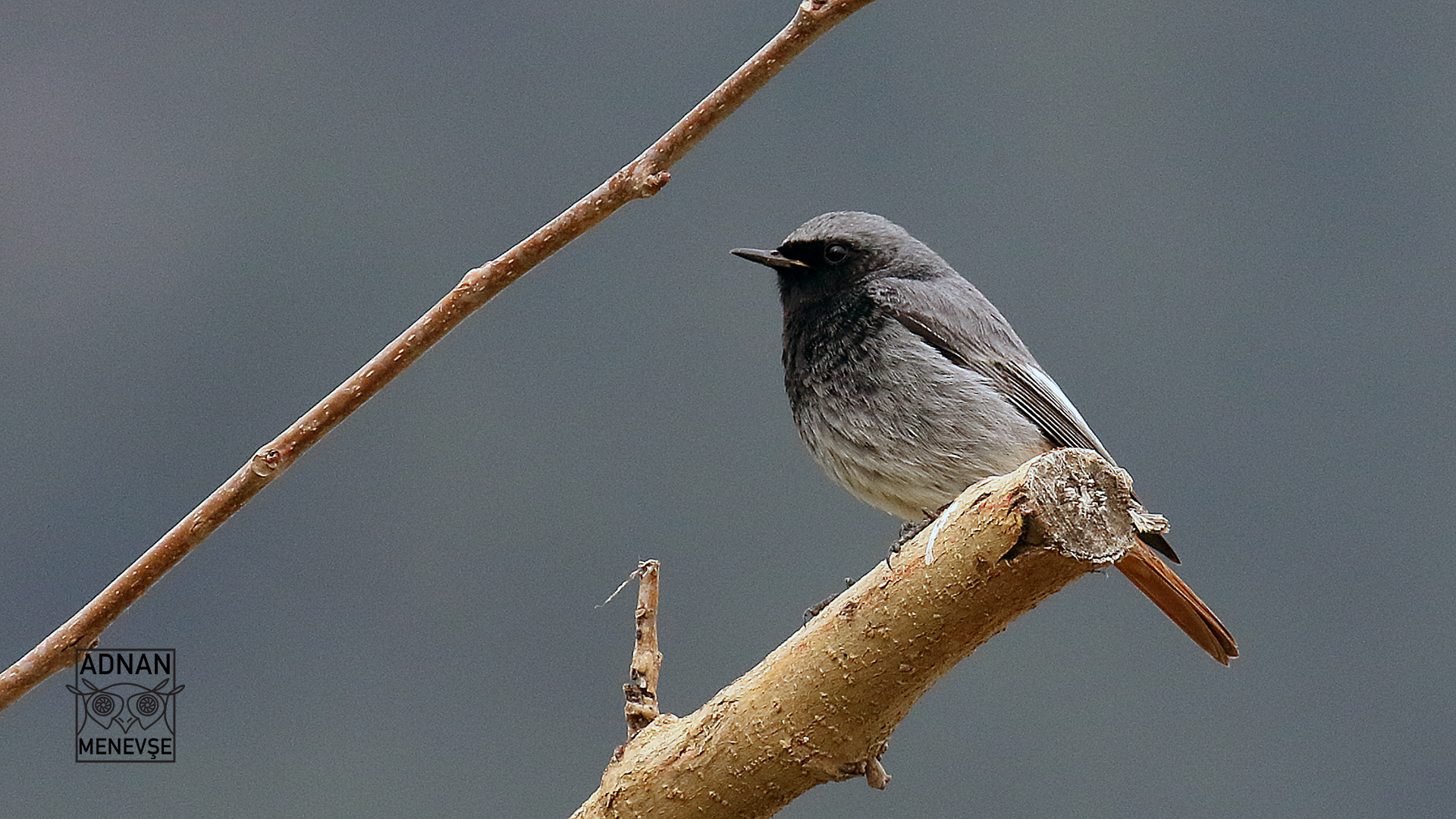 Black Redstart